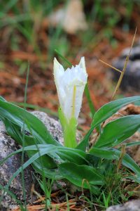 Iris planifolia albino