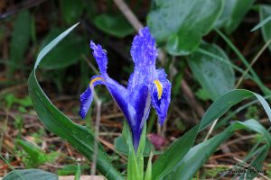 Iris planifolia Azul