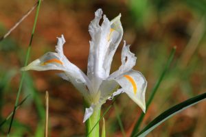 Iris planifolia albino