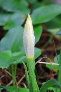 Iris planifolia albino