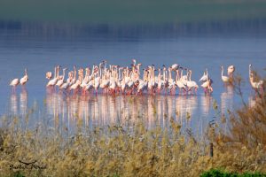 El baile de los flamencos