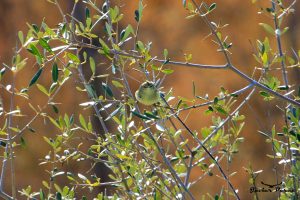 Mosquitero común 