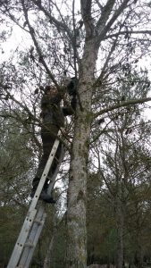 Colocando cajas nido