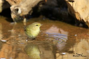 Mosquitero común