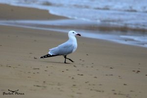 Gaviota de Audouin