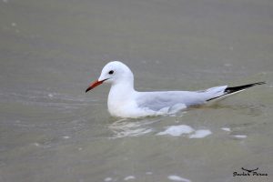 Gaviota picofina