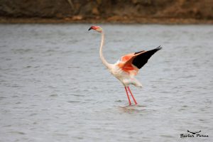 Flamenco en las Salinas de San Pedro