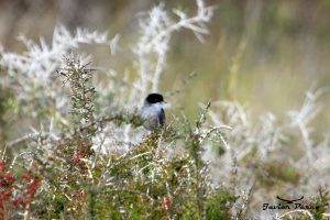 Curruca cabecinegra