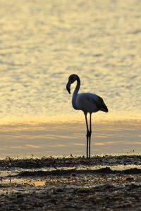 Flamenco al atardecer