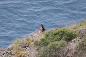 Halcón peregrino