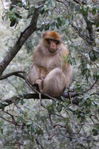 Macaco de Berbería