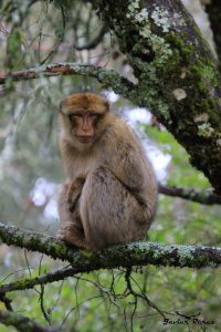 Macaco de Berbería