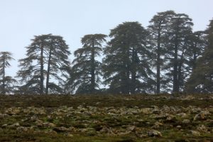 Bosques de cedros