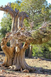 Árbol milenario