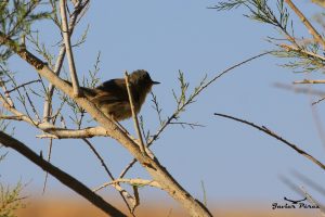 Curruca de Tristram (Sylvia deserticola)