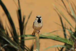 Gorrión sahariano (Passer simplex)