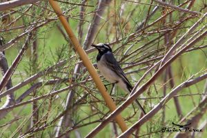 Lavandera blanca (Motacilla alba subersonata)