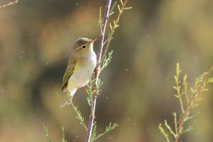 Mosquitero papialbo