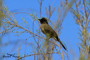 Bulbul naranjero