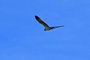 Águila pescadora (Pandion haliaetus)