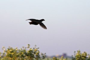  Francolín biespolado (Pternistis bicalcaratus)