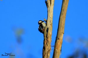 Pico picapinos (Dendrocopos major mauritanicus)