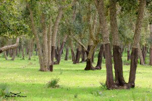 Bosque de la Mamora