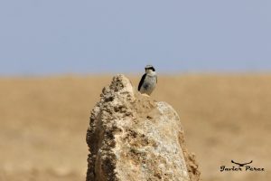 Collalba gris (Oenanthe oenanthe)