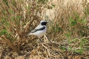 Collalba de Seebohm (Oenanthe seebohmi)