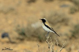 Collalba desértica (Oenanthe deserti)