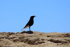 Collalba negra de Brehm (Oenanthe leucopyga)