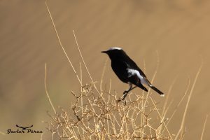 Collalba negra de Brehm (Oenanthe leucopyga)