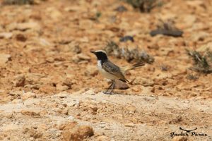 Collalba culirroja (Oenanthe moesta)