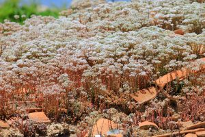 Tejado de Sedum