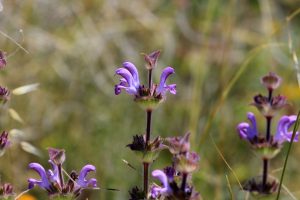 salvia lavandulifolia