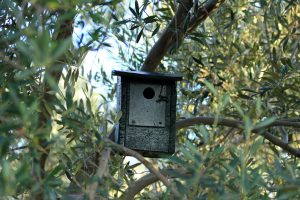 Caja nido en el olivar