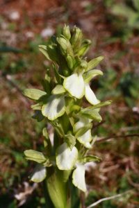 Orchis collina blanca