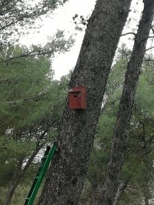 Caja nido Estepa