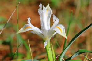 Iris planifolia blanca