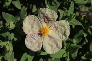 Cistus albidus blanca