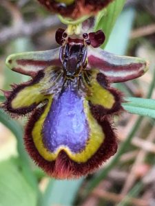 Detalle de Ophrys speculum