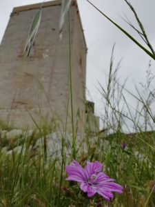 Torre del Homenaje y Malva