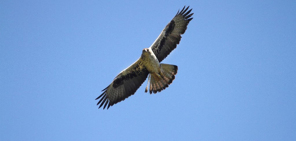 Águila perdicera adulta