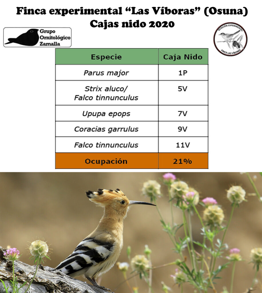 Revisión cajas nido las Víboras (Osuna)