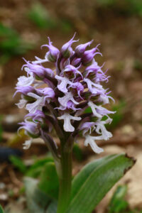 Orchis conica