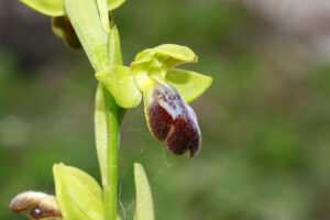 Ophrys fusca