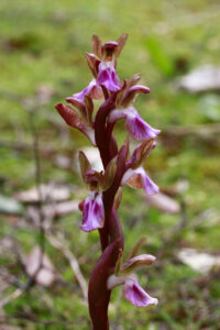 Orchis collina