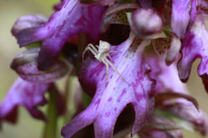 Himantoglossum robertianum