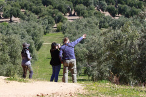 Observando aves en el olivar