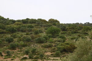 Paisaje de monte mediterráneo